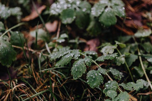 有关工厂, 新鲜, 树叶的免费素材图片