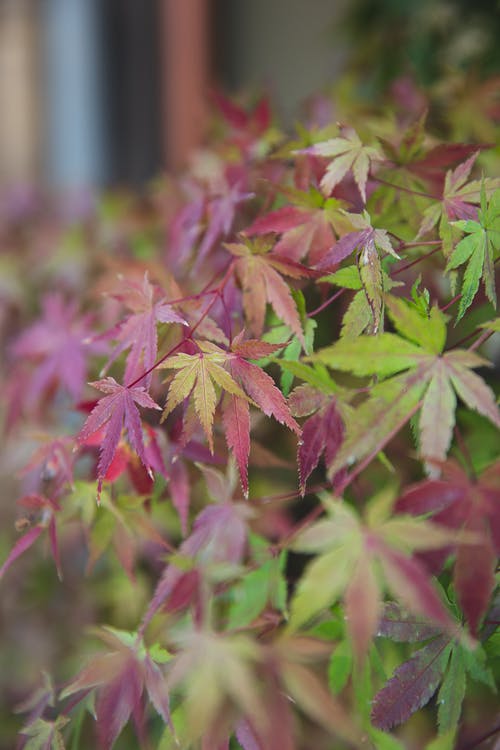 有关acer palmatum, 下落, 充满活力的免费素材图片