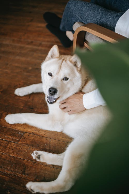 白色西伯利亚哈士奇犬小狗躺在地板上 · 免费素材图片