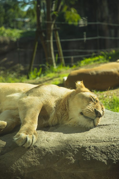 母狮在动物园里的石头上睡觉 · 免费素材图片