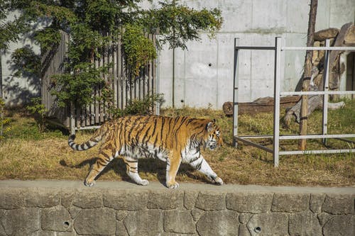 老虎走在绿色的阳光国家公园 · 免费素材图片