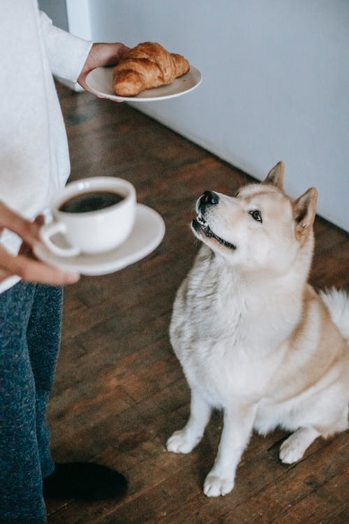 白色和灰色西伯利亚雪橇犬 · 免费素材图片