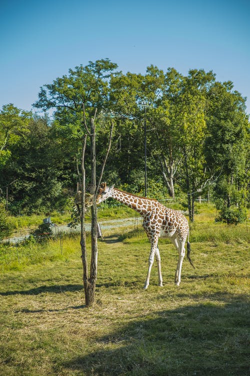 长颈鹿在自然界中的绿树上吃叶子 · 免费素材图片