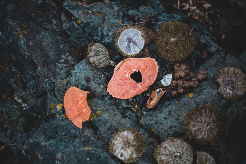 有关不一样, 俯视图, 动物的免费素材图片