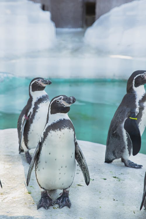 可爱的企鹅站在圣所的冰上 · 免费素材图片