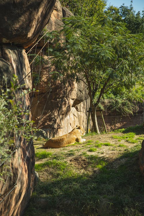 母狮在国家公园的草地上休息 · 免费素材图片