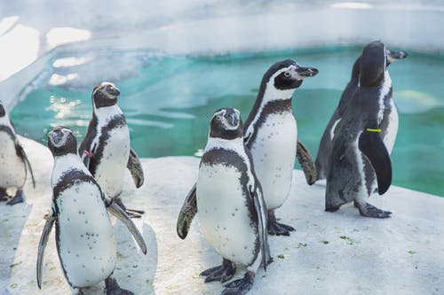 站在冰冷的海岸上的野生企鹅 · 免费素材图片