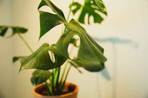 有关monstera deliciosa, 健康, 园艺的免费素材图片