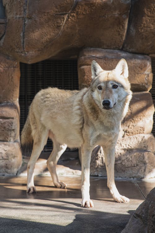 狼站在动物园的石头地面上 · 免费素材图片