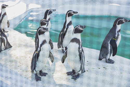 站在白雪皑皑的海滨上的可爱企鹅 · 免费素材图片