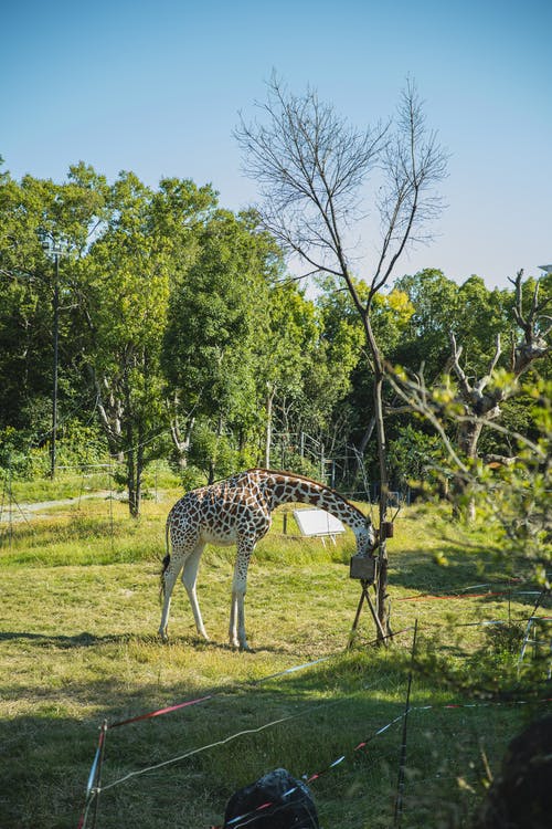 可爱的长颈鹿从饲养场的饲养场吃 · 免费素材图片