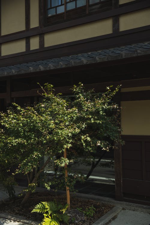 白天在建筑物附近生长的绿树 · 免费素材图片