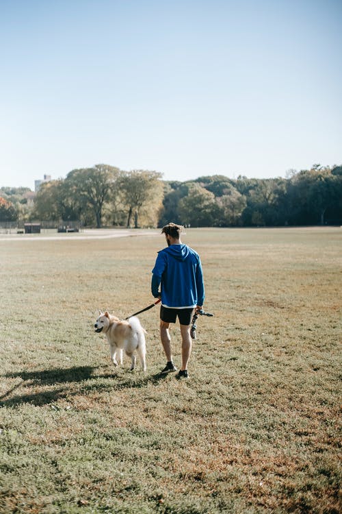 蓝夹克和棕色的田野上的白狗散步的女人 · 免费素材图片