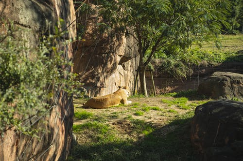 在野生自然的阳光草地上休息的懒狮 · 免费素材图片