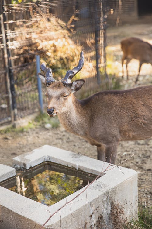 有趣的ro鹿站在封闭的饮水碗附近 · 免费素材图片