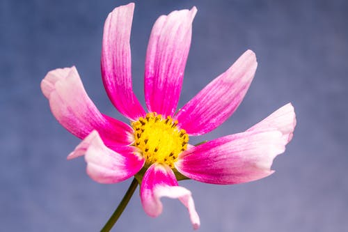 有关从下面, 低角度, 冷静的免费素材图片