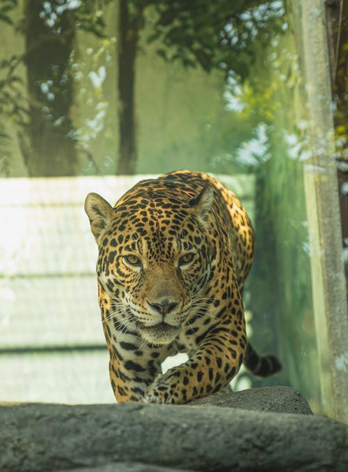 在玻璃笼子里的石头上缠着豹子 · 免费素材图片