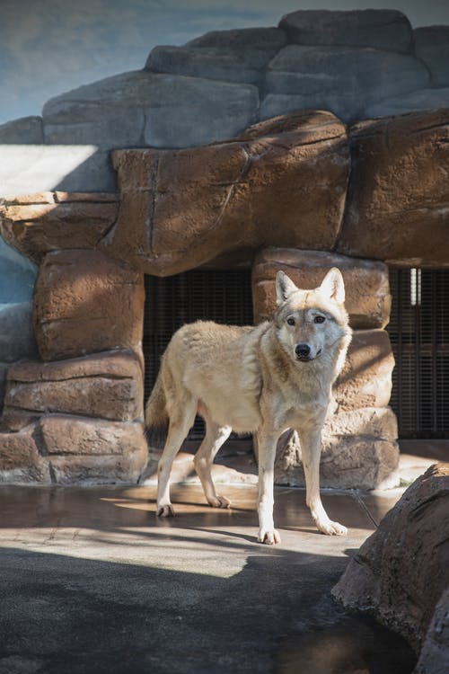 灰太狼站在动物园的围栏中 · 免费素材图片