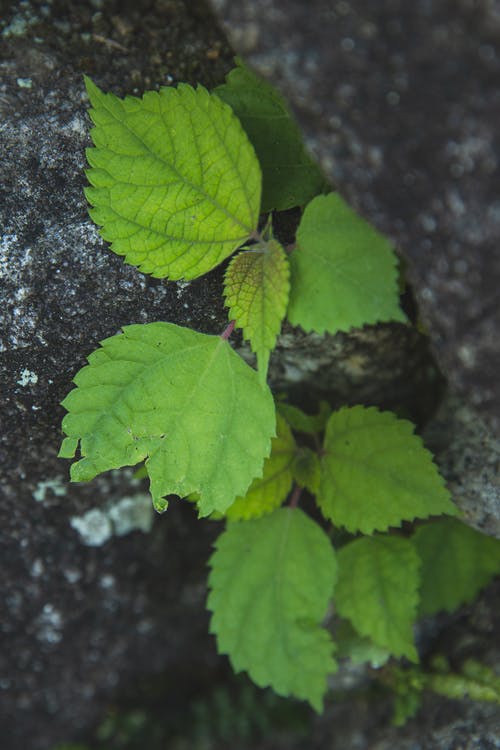 石材表面上的精致新鲜植物 · 免费素材图片