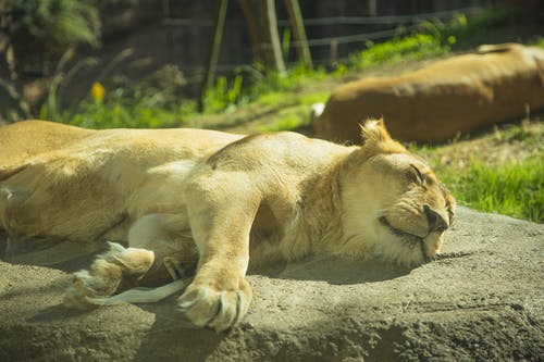 睡在阳光明媚的稀树草原上的宁静母狮 · 免费素材图片