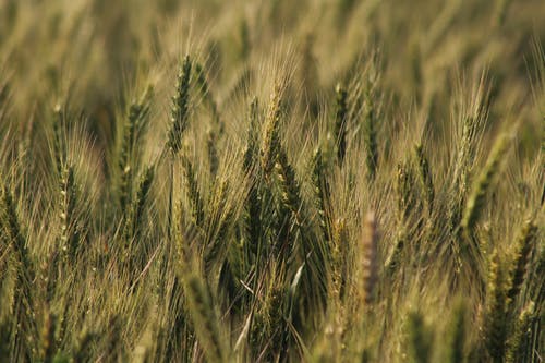 有关乾草, 大麦, 小麦的免费素材图片