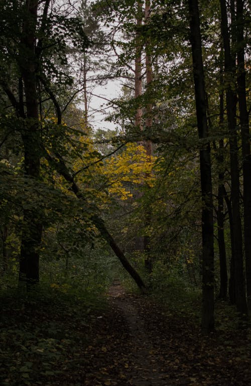 有关垂直拍摄, 天性, 森林的免费素材图片