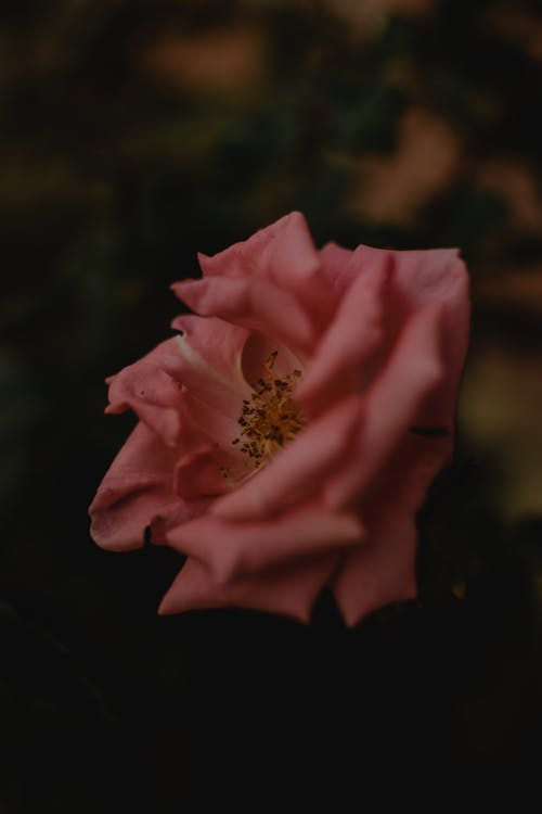 盛开的粉红玫瑰 · 免费素材图片