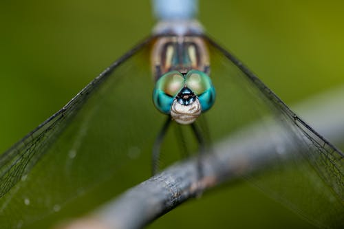 有关冷靜, 分公司, 动物学的免费素材图片
