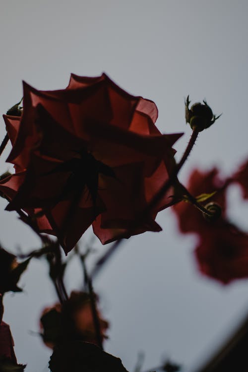 红色的花，在关闭了摄影 · 免费素材图片