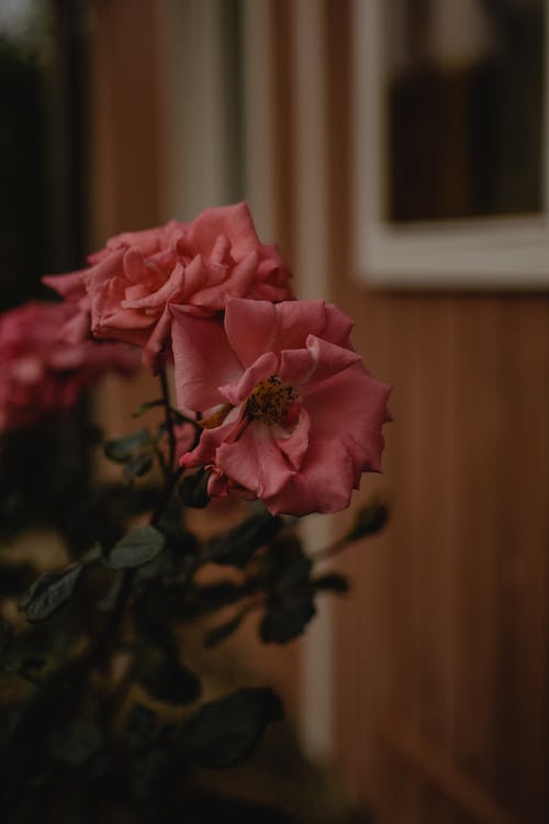 盛开的粉红玫瑰 · 免费素材图片