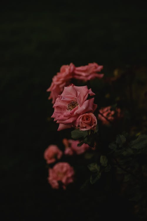 盛开的粉红玫瑰 · 免费素材图片