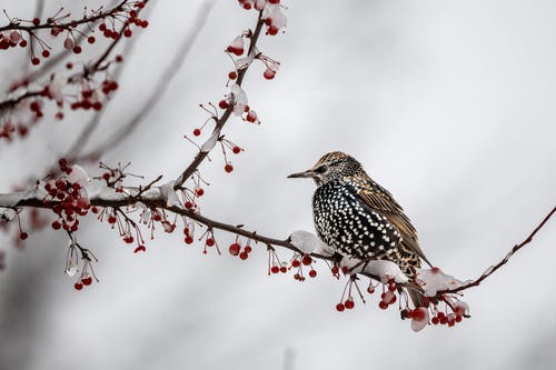 有关侧面图, 公园, 冬季的免费素材图片