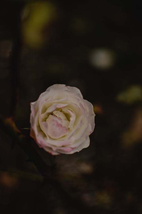 白玫瑰盛开 · 免费素材图片