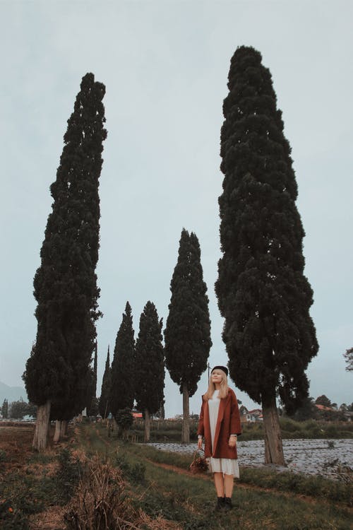 女人站在公园与高大的柏树 · 免费素材图片