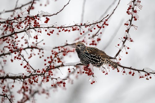 有关从下面, 八哥, 公园的免费素材图片