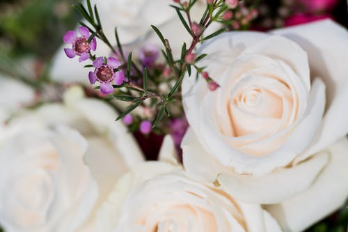 有关一串, 事件, 优雅的免费素材图片