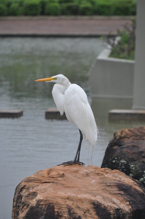 有关动物, 垂直拍摄, 天性的免费素材图片