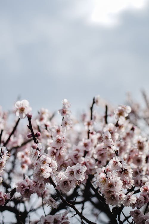 白色和粉红色的樱花盛开 · 免费素材图片
