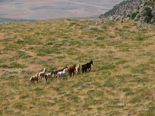 有关y?lk?, 动物, 动物摄影的免费素材图片