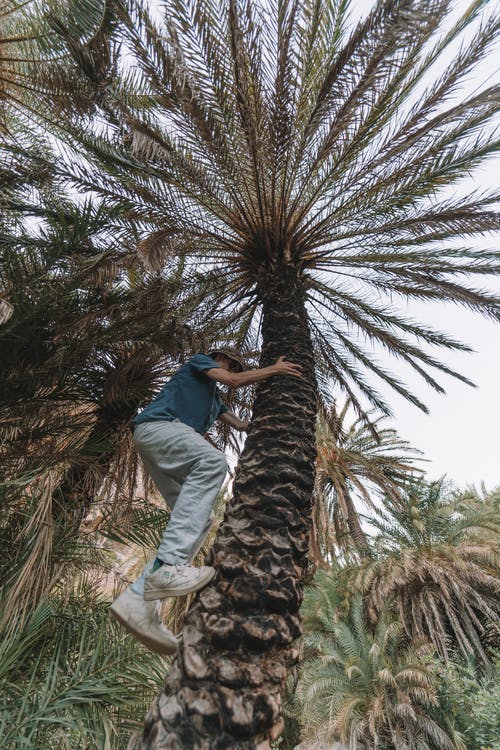 有关低角度拍摄, 垂直拍摄, 往上爬的免费素材图片