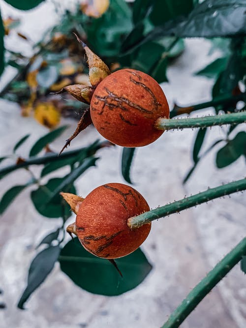 有关伯内特玫瑰, 健康, 刺的免费素材图片