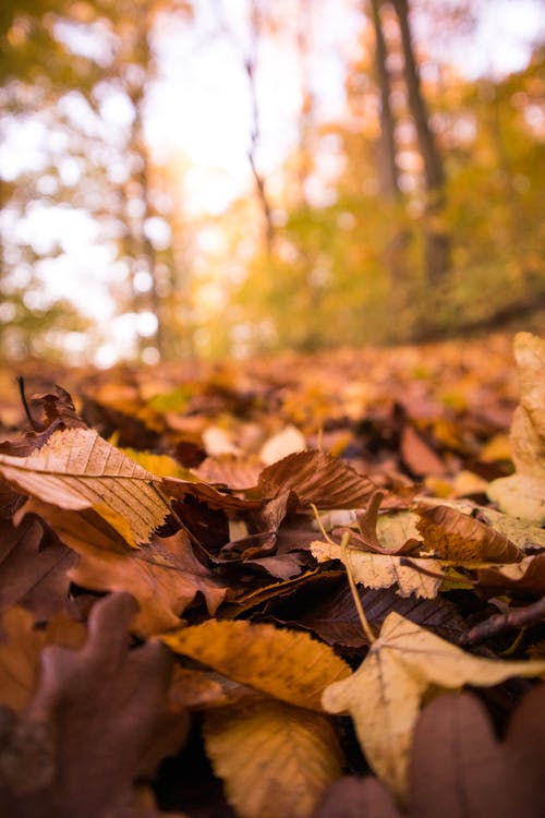 有关地面, 垂直拍摄, 枯叶的免费素材图片