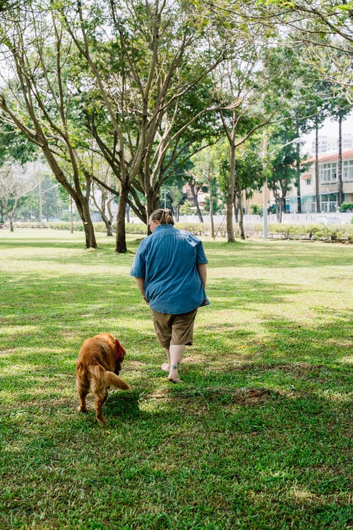 蓝色衬衫和棕色的裤子，站在绿草地上的棕色狗旁边的男人 · 免费素材图片