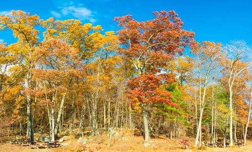 有关下落, 季节, 户外的免费素材图片