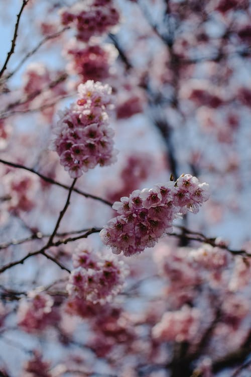 棕色树枝上的粉红和白花 · 免费素材图片