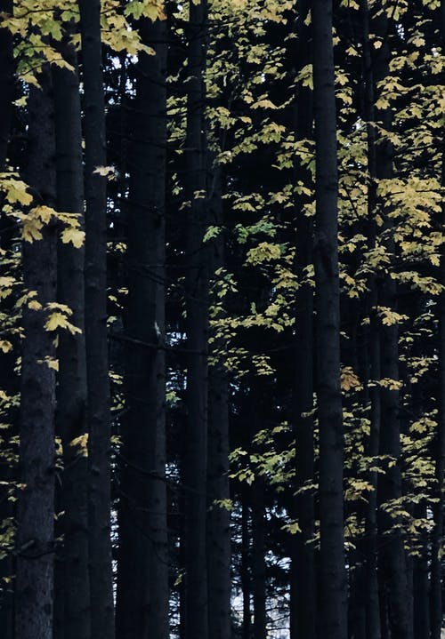 有关下落, 季节, 森林的免费素材图片