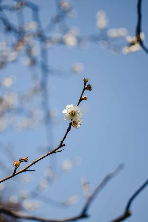 白樱花盛开 · 免费素材图片