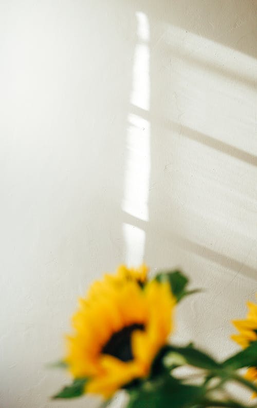有关一串, 向日葵, 室内的免费素材图片