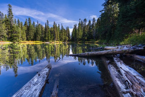 有关天性, 景观, 木原木的免费素材图片