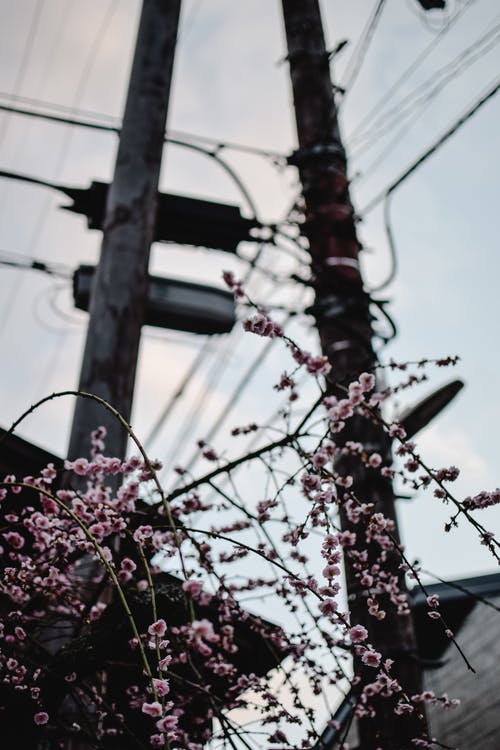 粉色樱花盛开 · 免费素材图片